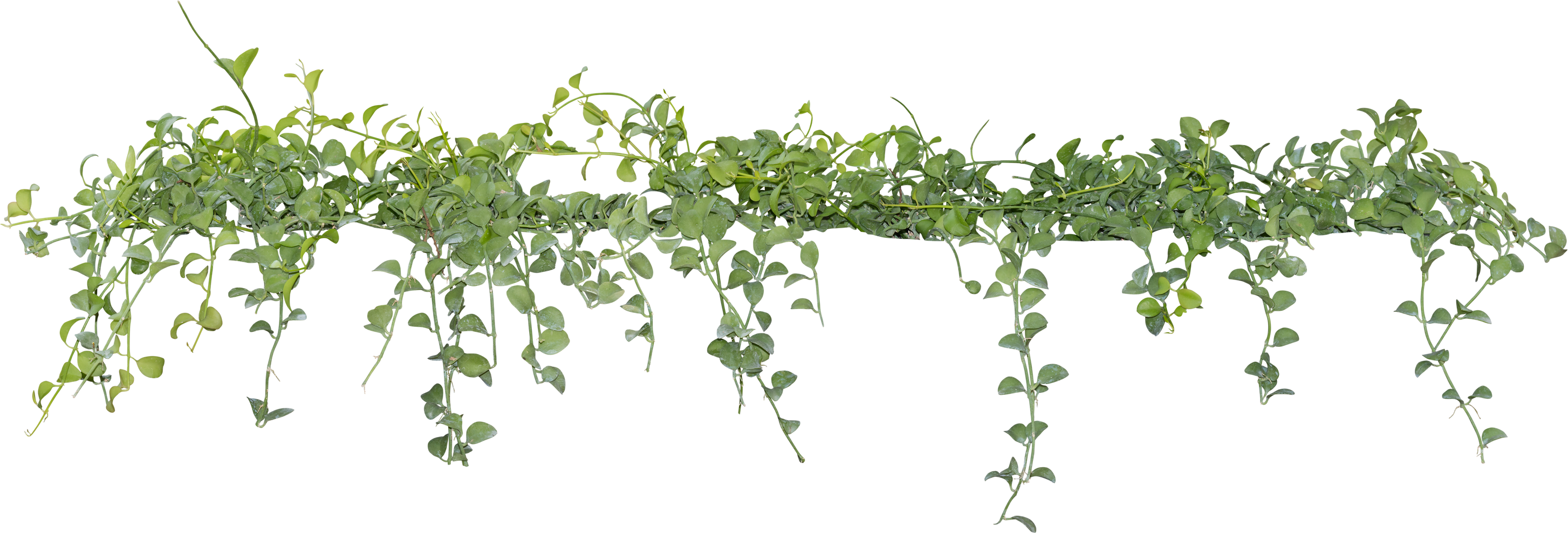 Vine Plant with Green Leaves